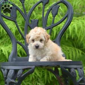 Dipper, Bich-Poo Puppy