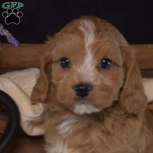 Dipper, Cavapoo Puppy