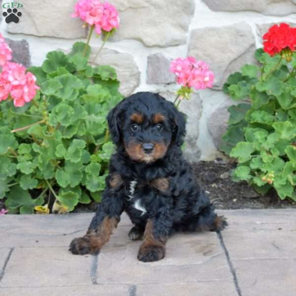 Dixie, Cavapoo Puppy