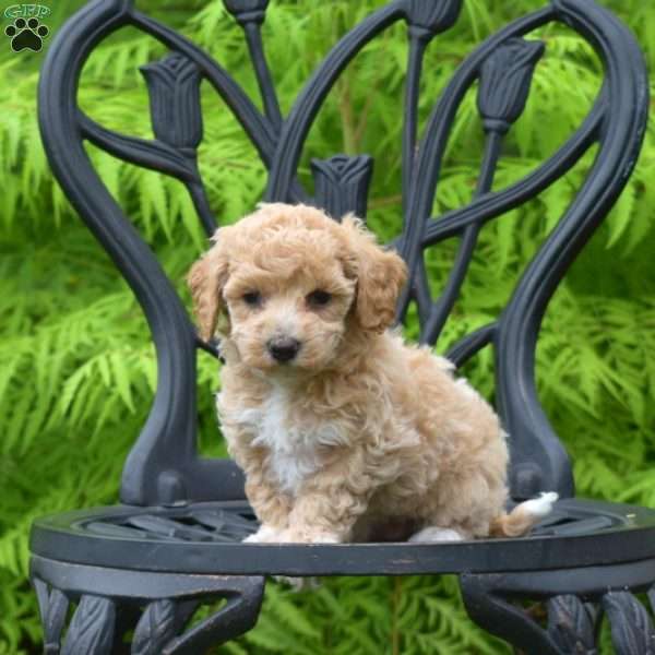 Dixie, Bich-Poo Puppy