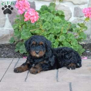 Dixie, Cavapoo Puppy