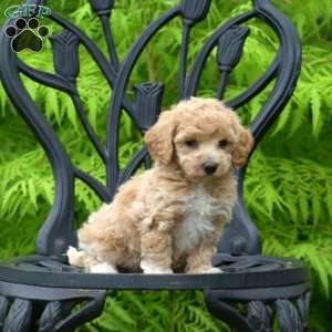 Dixie, Bich-Poo Puppy