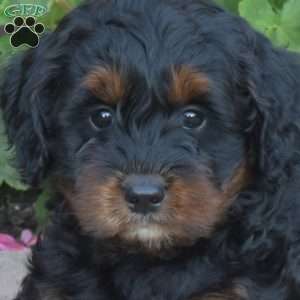 Dixie, Cavapoo Puppy