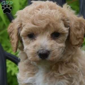 Dixie, Bich-Poo Puppy