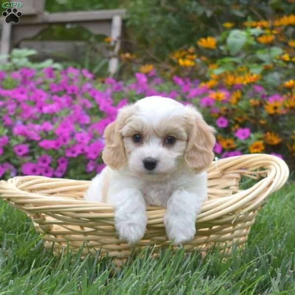 Doc, Cavachon Puppy
