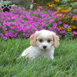 Doc, Cavachon Puppy