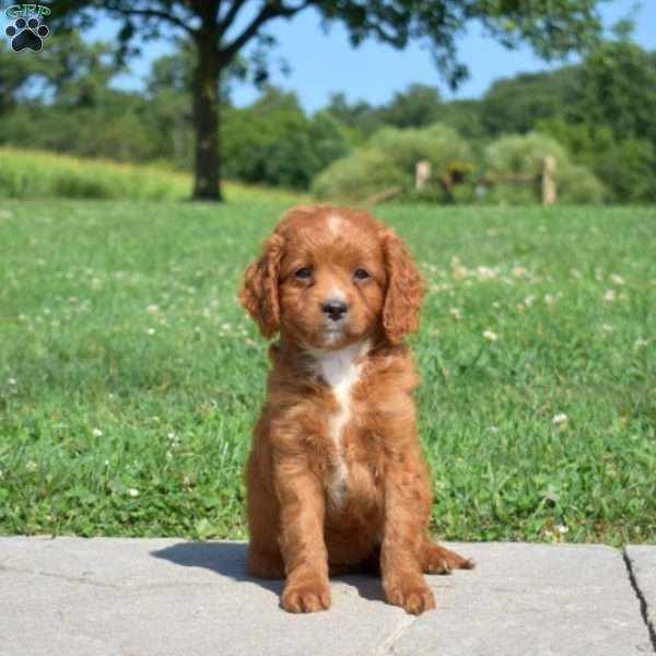 Dolly, Cavapoo Puppy