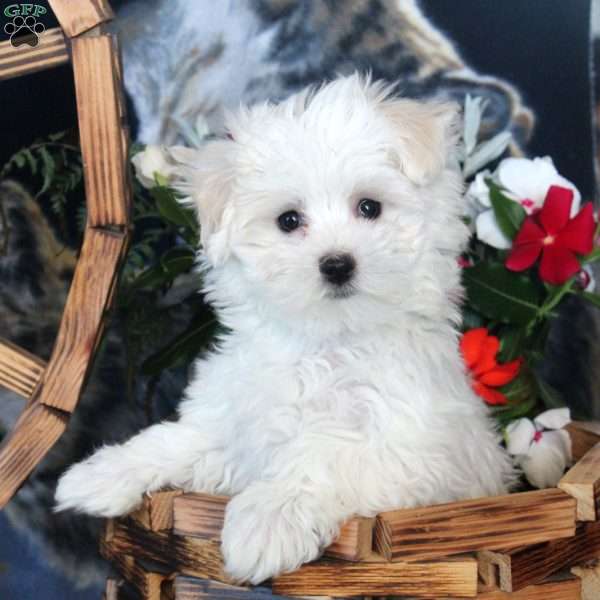 Dolly, Maltese Puppy