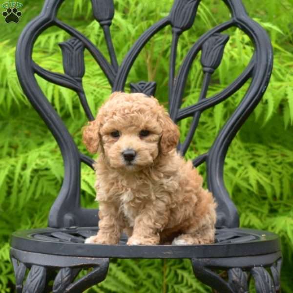 Dolly, Bich-Poo Puppy