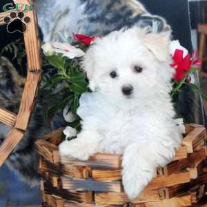 Dolly, Maltese Puppy