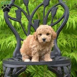 Dolly, Bich-Poo Puppy