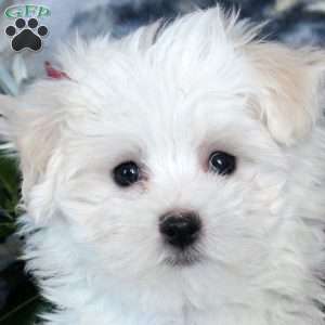 Dolly, Maltese Puppy