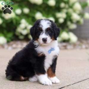 Dominic, Mini Bernedoodle Puppy