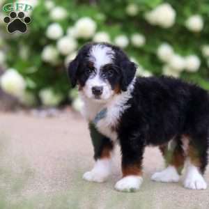 Dominic, Mini Bernedoodle Puppy