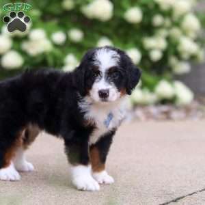 Dominic, Mini Bernedoodle Puppy