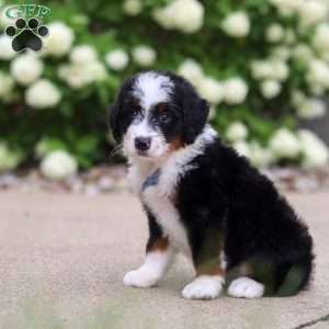 Dominic, Mini Bernedoodle Puppy