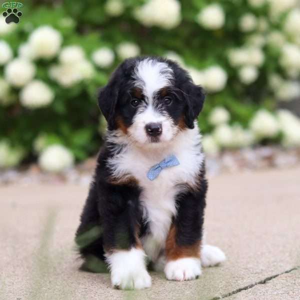 Dominic, Mini Bernedoodle Puppy