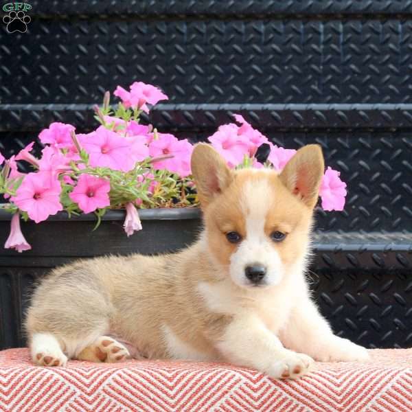 Donald, Pembroke Welsh Corgi Puppy