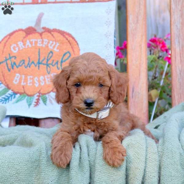 Donald, Mini Goldendoodle Puppy