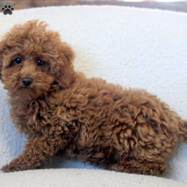 Donald, Toy Poodle Puppy