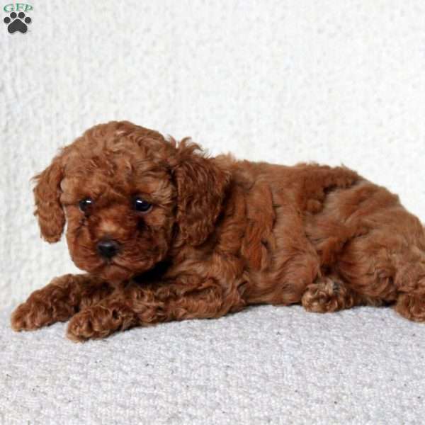 Donald, Toy Poodle Puppy