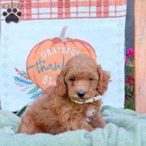 Donald, Mini Goldendoodle Puppy