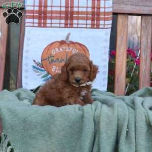 Donald, Mini Goldendoodle Puppy