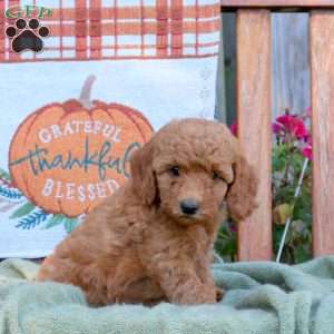 Donny, Mini Goldendoodle Puppy