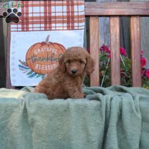 Donny, Mini Goldendoodle Puppy