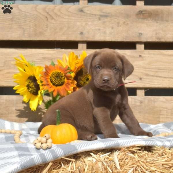 Donut, Boxador Puppy
