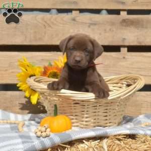 Donut, Boxador Puppy