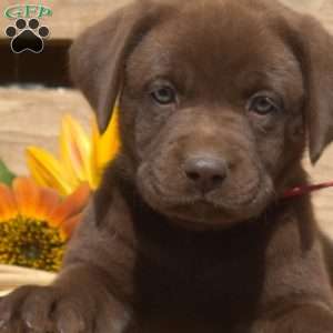 Donut, Boxador Puppy