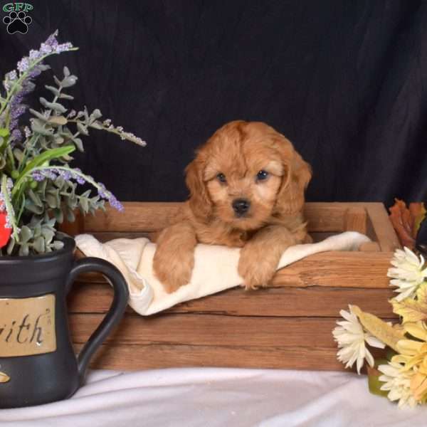 Doodle, Cavapoo Puppy