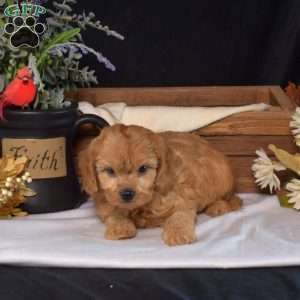 Doodle, Cavapoo Puppy