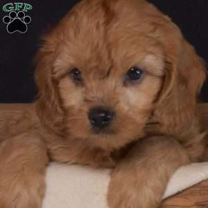 Doodle, Cavapoo Puppy