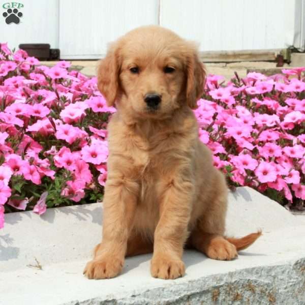 Dora, Goldendoodle Puppy