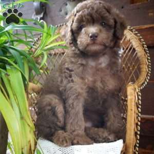 Dorcea, Miniature Poodle Puppy