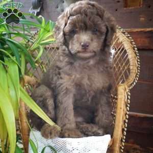 Dorcea, Miniature Poodle Puppy