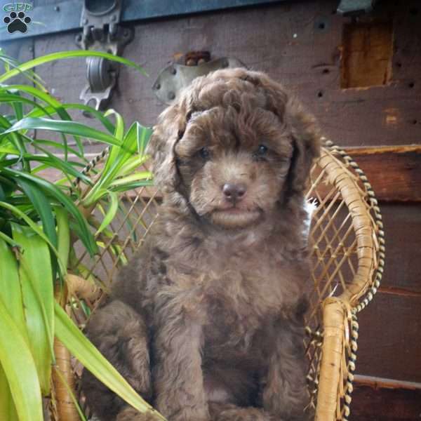 Dorcea, Miniature Poodle Puppy