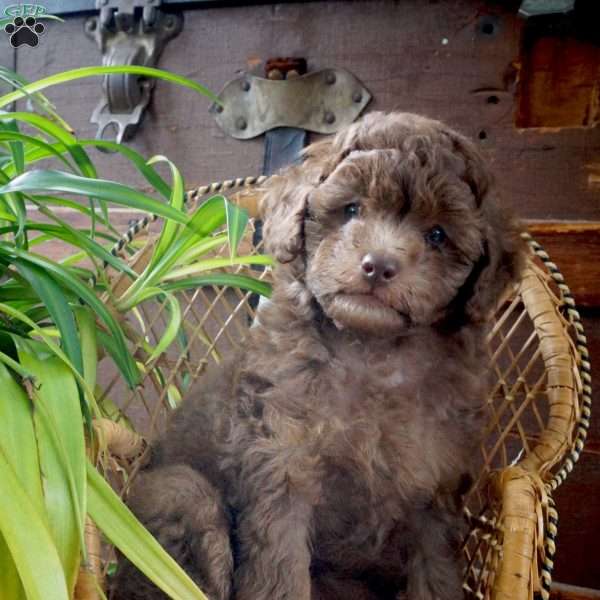 Dorcea, Miniature Poodle Puppy