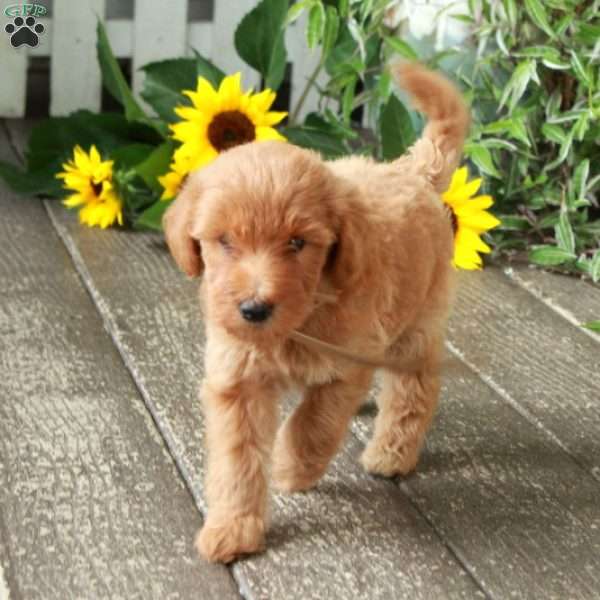 Dori, Goldendoodle Puppy