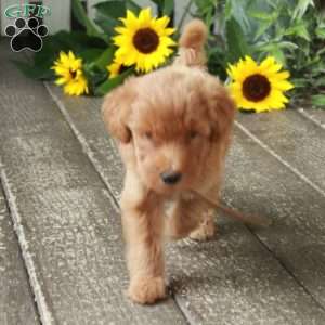 Dori, Goldendoodle Puppy