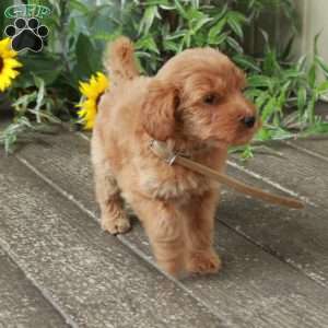 Dori, Goldendoodle Puppy