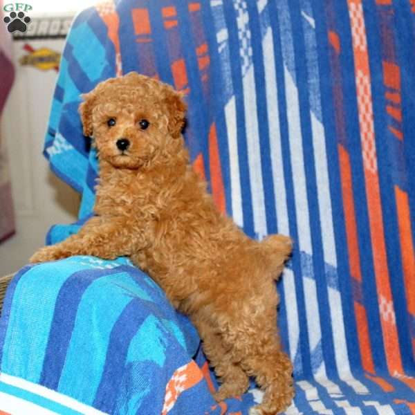 Dori, Toy Poodle Puppy