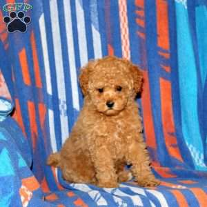 Dori, Toy Poodle Puppy
