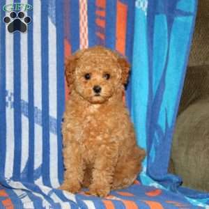 Dori, Toy Poodle Puppy
