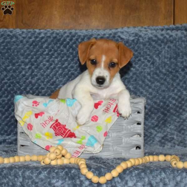 Doris, Jack Russell Terrier Puppy