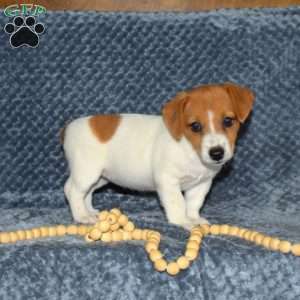Doris, Jack Russell Terrier Puppy