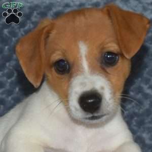 Doris, Jack Russell Terrier Puppy
