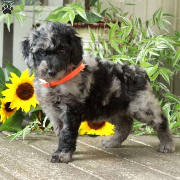 Dottie, Goldendoodle Puppy